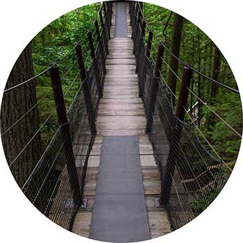 Tree bridge in the Vancouver woods