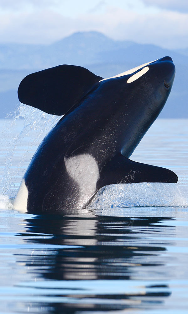 Whale watching, Vancouver Canada