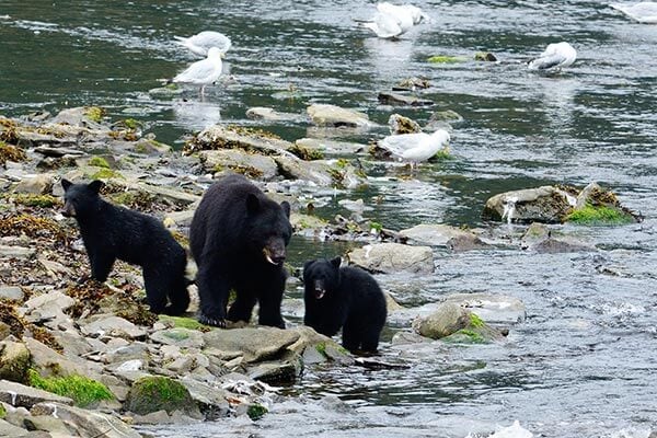 Bear cubs in Pennsylvania