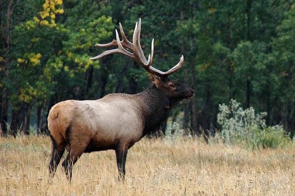 Elk in New York