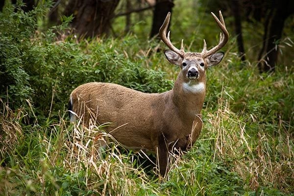 White-Tailed Deer in Mississippi