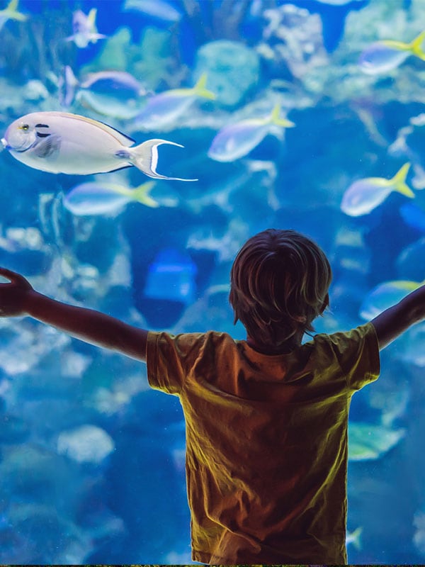 Fish at Aquarium San Diego, CA