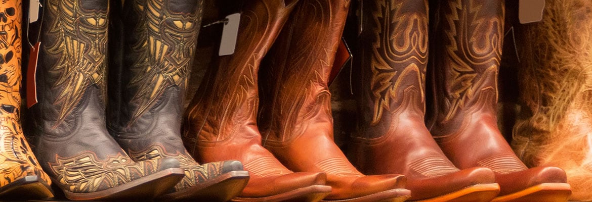 Desert Cacti at Sunset in Phoenix, AZ