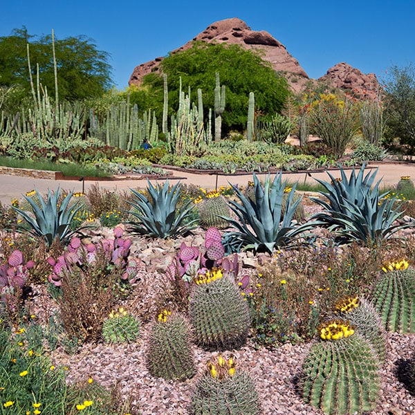Desert Botanical Garden, Phoenix, AZ