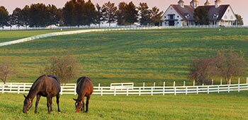 Horses in Kentucky
