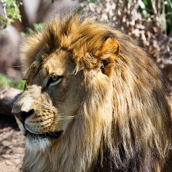 A lion at the Zoo