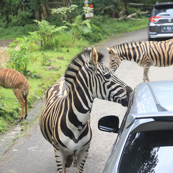 Natural Bridge Wildlife Ranch, San Antonio, Texas