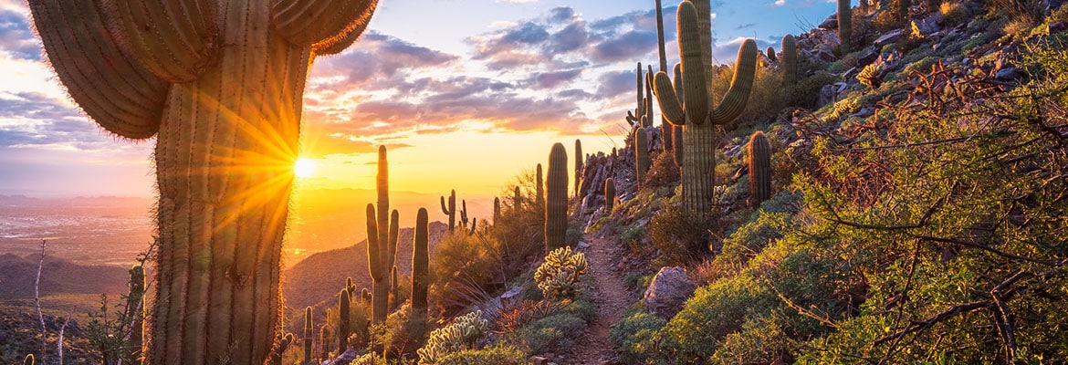 Desert Cacti at Sunset in Phoenix, AZ