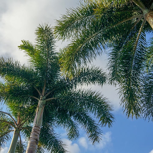 Mayagüez, Puerto Rico