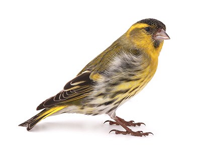 Image of Male Siskin bird