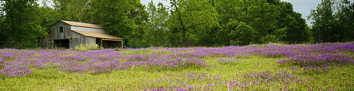 Wild flowers along the countryside.