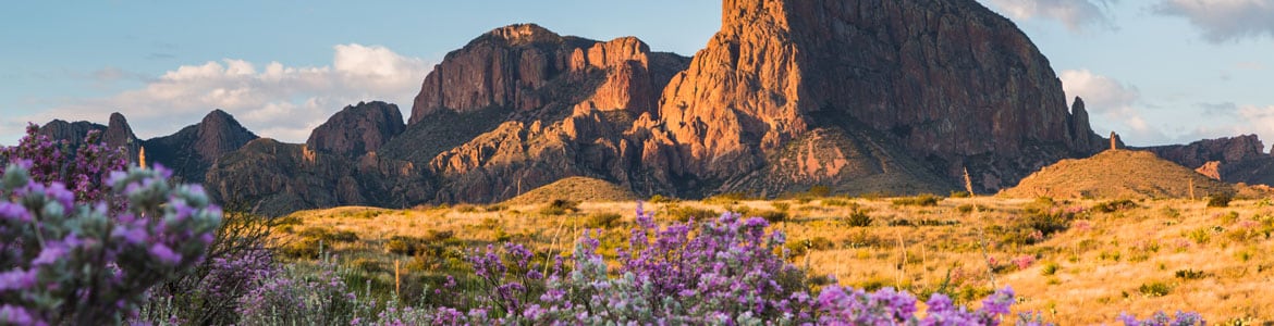 View of Canyon and Wildflowers