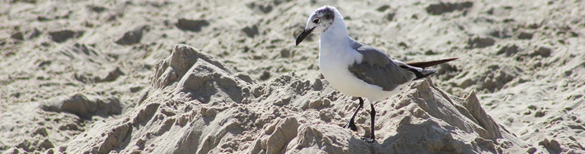 Sandpiper on the beach