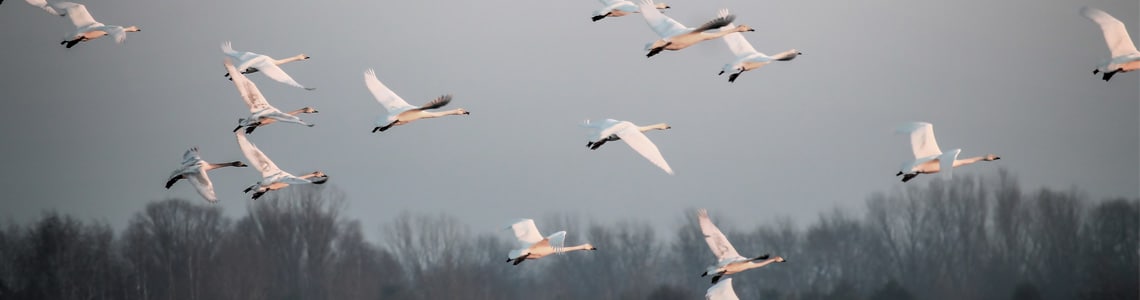 Flock of birds flying above a lake