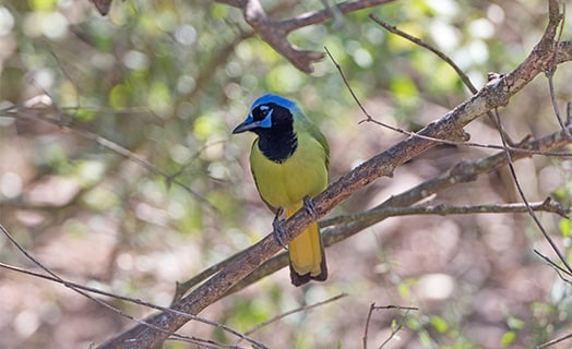 Image of a Green Jay in Laguna Atascosa