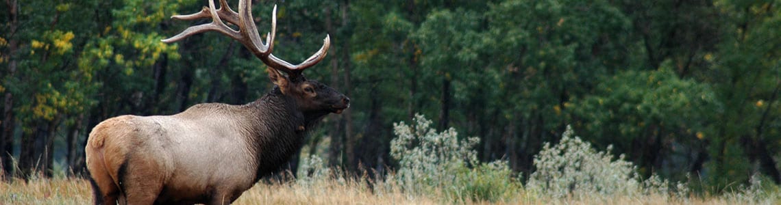 Elk Island National Park