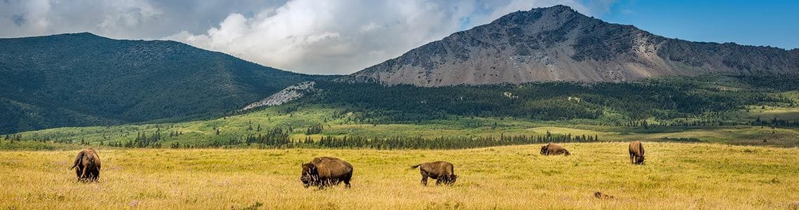 Panoramic view of Prairie Buffalo and Mountains in Alberta