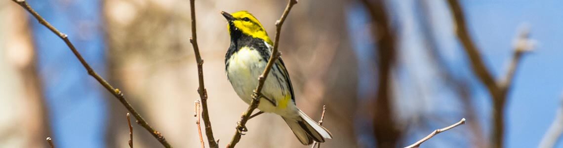 Bird Thousand Islands