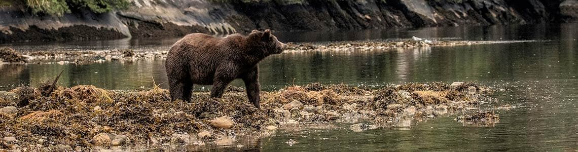 Grizzly Bear in Montana