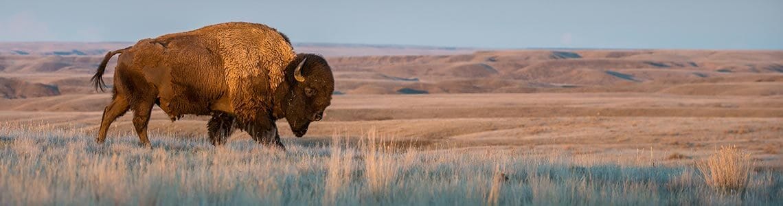 Bison in Saskatchewan