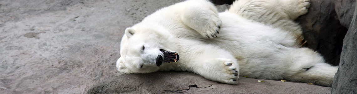 Polar Bear in Assiniboine Park Zoo in Manitoba, CA