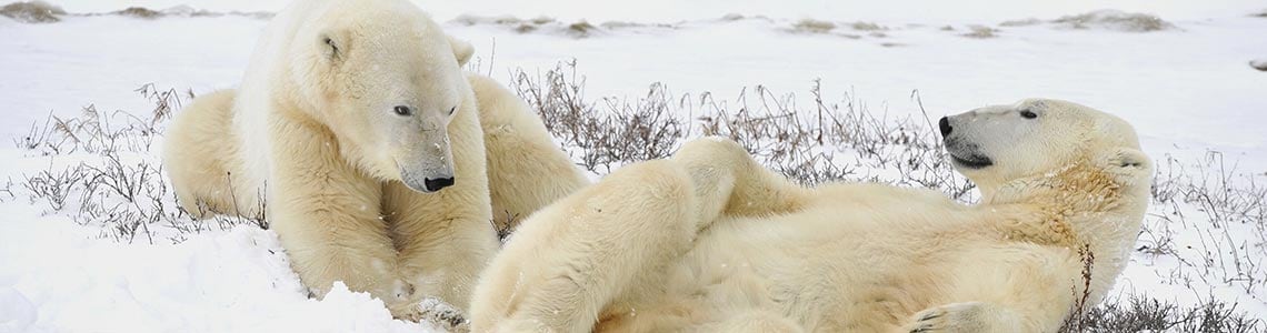 Polar Bears in the Snow