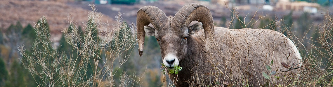 Bighorn Sheep in a Saskatoon Zoo