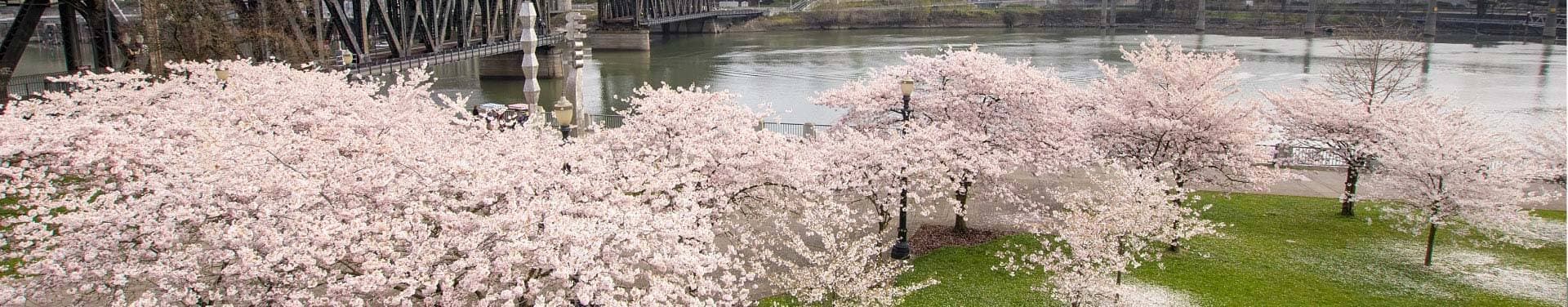 Spring in Portland OR