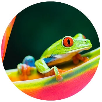 topical bird in panama