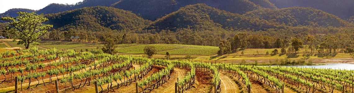 landscape of vineyards