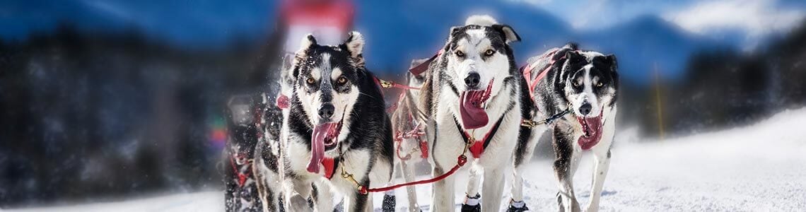 Sled dogs racing at the Iditarod in Alaska