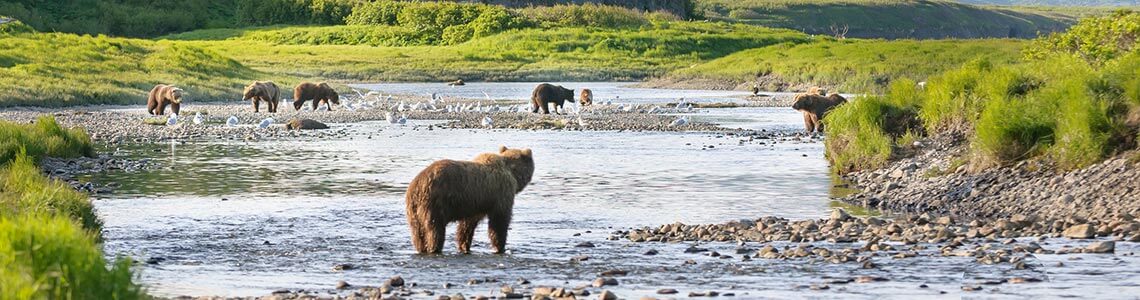 Brown Bears fishing for salmon in Katmai NP in Alaska