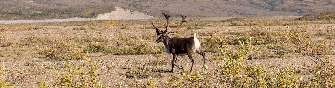 Bull Caribou in Kobuk Valley National Park