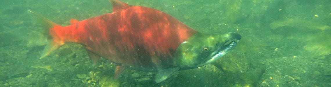 Sockeye Salmon in a river in Alaska