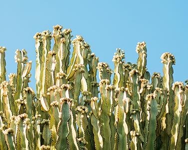 Cactus in Arizona