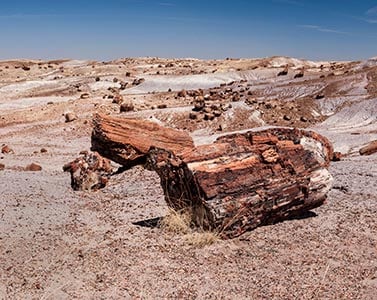 Petrified Forest in Arizona