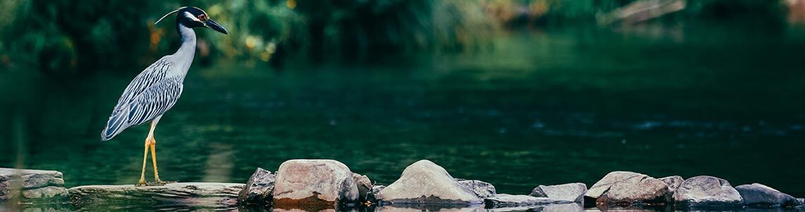 Yellow-crested Night Heron in Arkansas