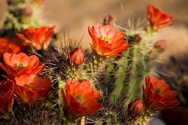 Cactus with Red Flowers in Southern California