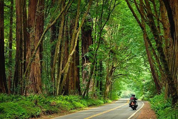 Humboldt Redwoods i California