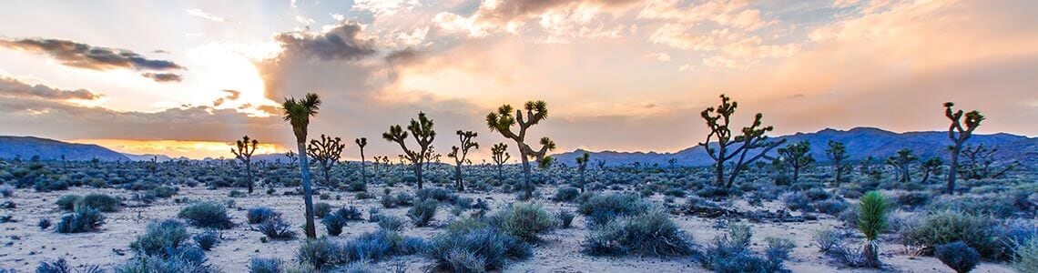 Joshua Tree National Park in Southern California