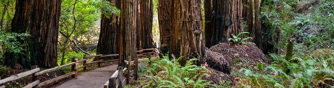 Muir Woods National Monument in CA