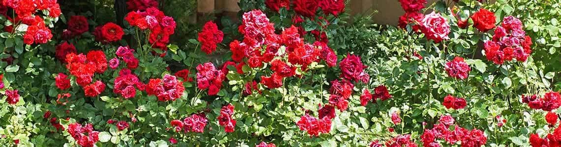 Red Rose Garden in Southern California
