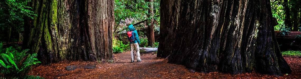 Redwoods State Park, CA 