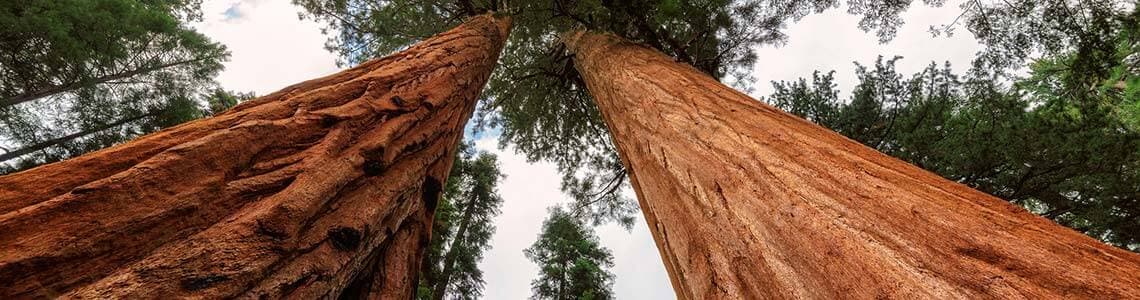 Giant tree closeup in Sequoia National Park