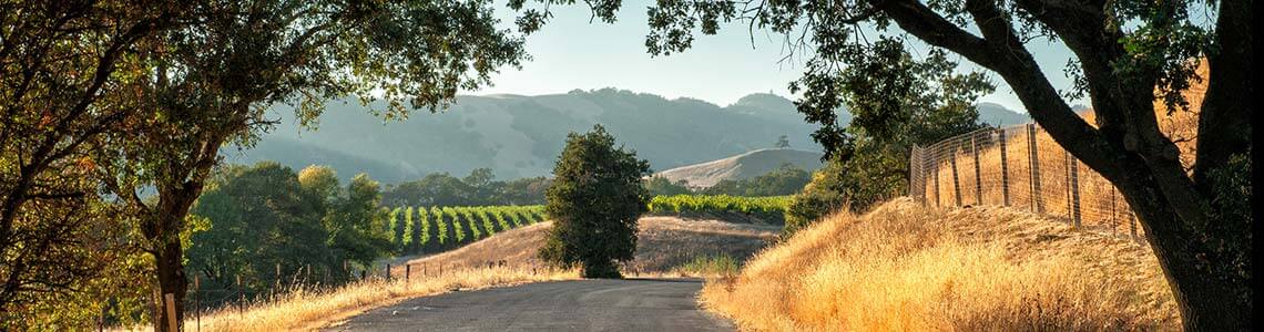 Vineyard near Santa Rosa, CA
