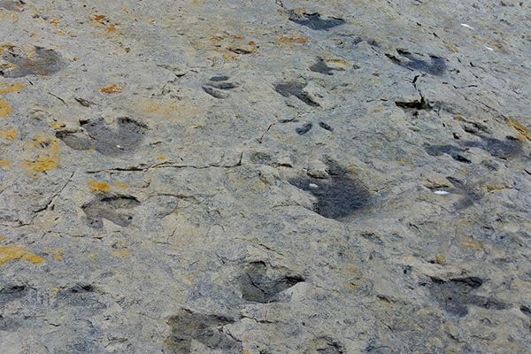 Dinosaur tracks in Southeast Colorado