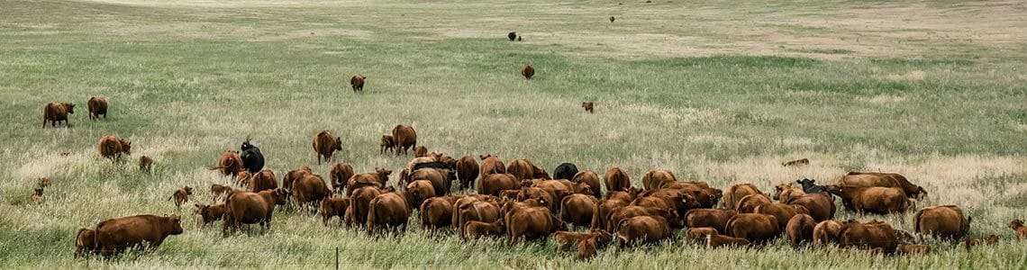 Cattle grazing in Southeast Colorado