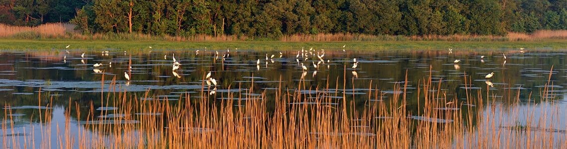 Bombay Hook National Wildlife Refuge