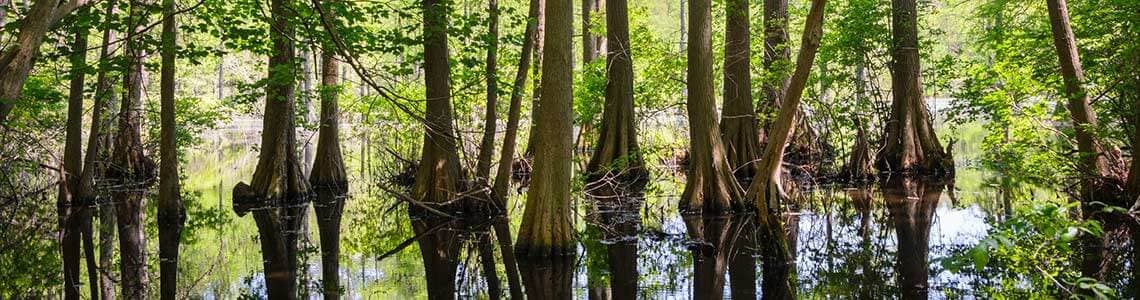 Trap Pond State Park in Delaware