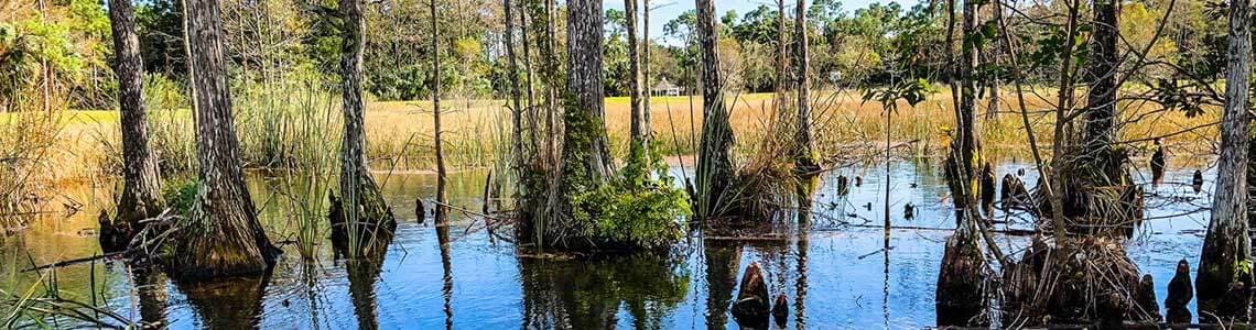 Big Cypress National Preserve in FL